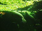 image/_odense_zoo-2121.jpg