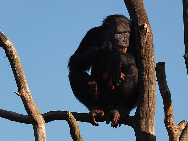 image/odense_zoo-1802.jpg