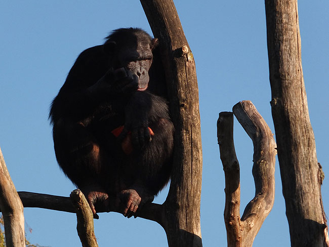 image/odense_zoo-1803.jpg