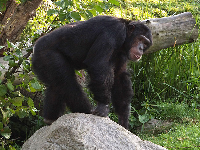 image/odense_zoo-1805.jpg