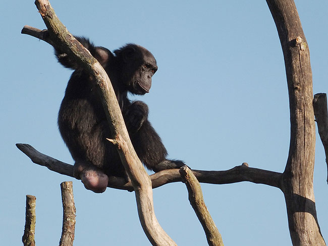 image/odense_zoo-1813.jpg