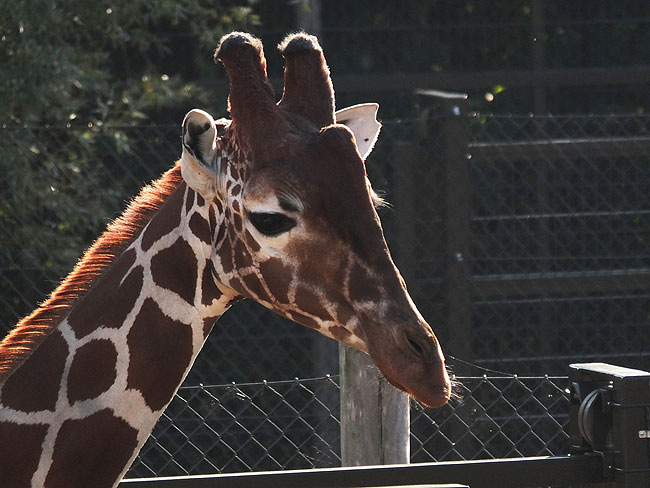 image/odense_zoo-1843.jpg