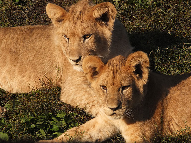 image/odense_zoo-1863.jpg